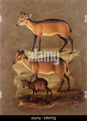 Mammals. second half of 16th century. Giuseppe Arcimboldo - Mammals - WGA00870 Stock Photo