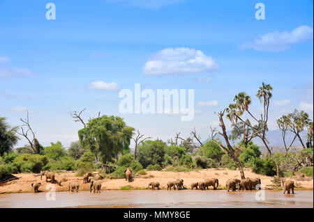 Large elephant herd crossing the Ewasu Ng'iro river in Kenya.  The river's name means brown, muddy water and wildlife are drawn here for the water Stock Photo