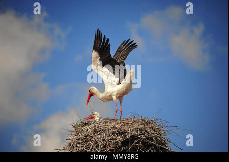 A pair of giant white storks (Ciconia ciconia) sit on their nest, silhouetted high up, against a deep blue sky background. Stock Photo