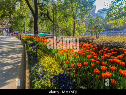 Kunming, Yunnan, China, March 3 2016 : front garden with red tulips, selection focus Stock Photo