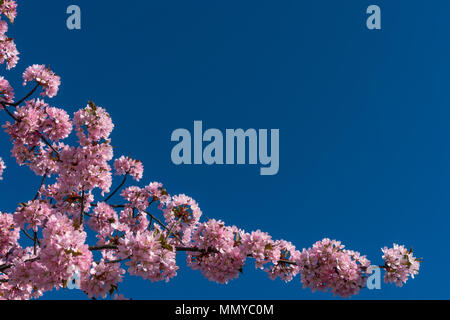 Cherry blossoms against blue sky Stock Photo