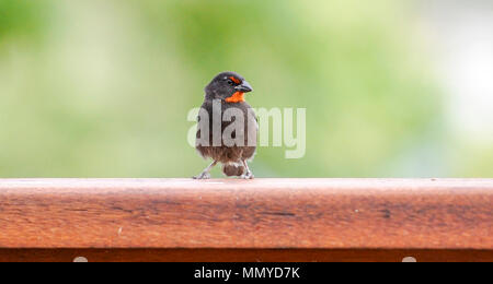 Antigua Lesser Antilles islands in the Caribbean West Indies - Lesser Antillean Bullfinch Loxigilla noctis Photograph taken by Simon Dack Stock Photo