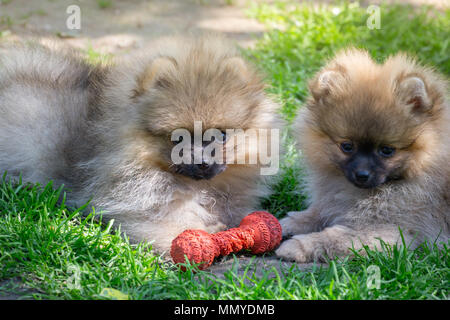 Two puppies of pomeranian dog playing outdoor. Stock Photo