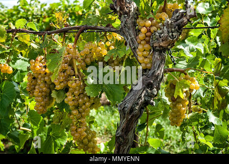 grape vineyard, grape vineyards, vineyards, view from outdoor tasting  terrace, Joseph Phelps Vineyards, Saint Helena, Napa Valley, California  Stock Photo - Alamy