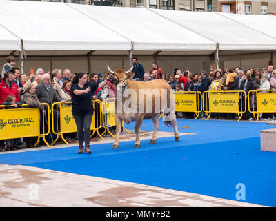 OVIEDO, SPAIN - May 12, 2018:  Young woman present the cow at the breeding exhibition on the Ascension Fair, Oviedo, Spain. Stock Photo