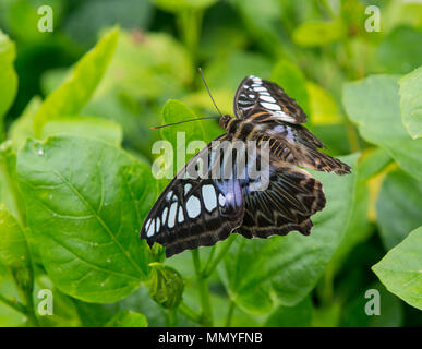 Butterflies in the blenheim palace butterfly house Stock Photo