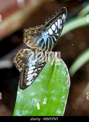 Butterflies in the blenheim palace butterfly house Stock Photo