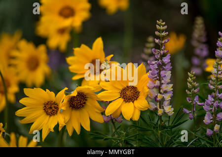 Wild flowers in the spring time and in full colorful blooms Stock Photo