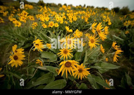 Wild flowers called Balsamroot that are yellow in color Stock Photo
