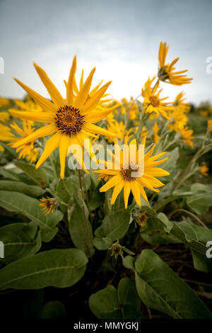 Wild flowers in nature that are yellow with green leaves Stock Photo