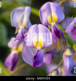 Yellow hearted purple flowers of a wisteria sinensis blooming in England in May. Stock Photo