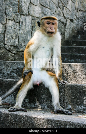 Toque macaque monkeys at the Rock Temple of Dambulla (Jumbukola Vihara  or Dambulla Cave Temple) near Dambulla in Sri Lanka Stock Photo
