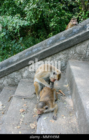 Toque macaque monkeys at the Rock Temple of Dambulla (Jumbukola Vihara  or Dambulla Cave Temple) near Dambulla in Sri Lanka Stock Photo