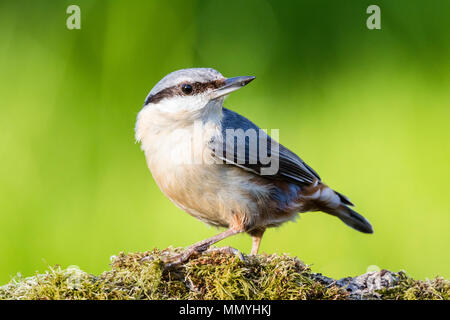 European nuthatch foraging for food to take back to it's nearby nest in mid Wales. Stock Photo