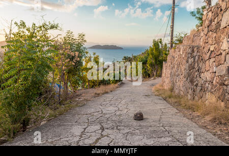 large turtle in the road in st barts with carribean ocean in the background Stock Photo