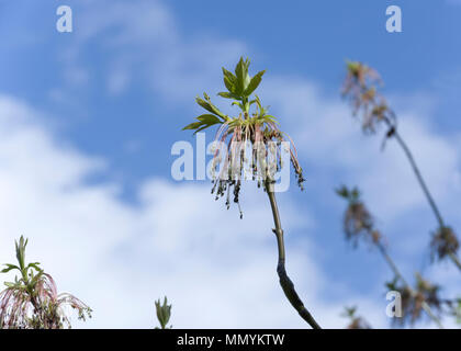Box Elder or Boxelder tree, Acer negundo male flower Stock Photo