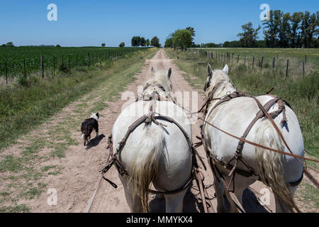 Argentina, Pampas, San Antonio de Areco. Traditional estancia, El Ombu de Areco. Sightseeing tour with team of white carriage horses on dirt road out  Stock Photo