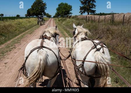 Argentina, Pampas, San Antonio de Areco. Traditional estancia, El Ombu de Areco. Sightseeing tour with team of white carriage horses on dirt road out  Stock Photo