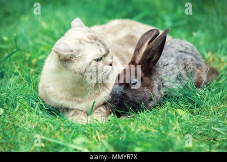 White cat and brown rabbit sitting together on green grass in spring. Easter concept Stock Photo