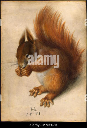 . Red Squirrel  . 1578. Hans Hoffmann (circa 1530 - circa 1591) Hans Hoffmann Red Squirrel 1578 Stock Photo