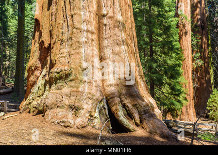 General Sherman Tree - the largest tree on Earth, Giant Sequoia Trees in Sequoia National Park, California, USA Stock Photo