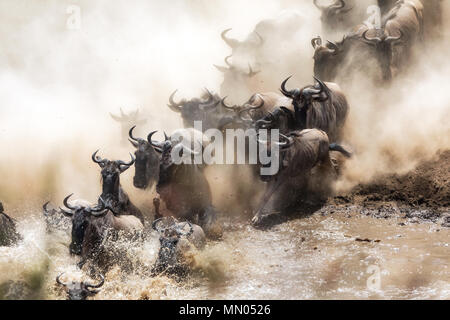 Wildebeest crossing the Mara River during the annual great migration. Every year millions will make the dangerous crossing when migrating between Tans Stock Photo