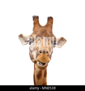 Comical giraffe,  Giraffa camelopardalis. Front on portrait isolated on white background. Stock Photo