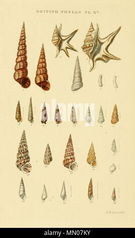 . English: Illustrated Index of British Shells. Plate XVIII. Fig. Name ...