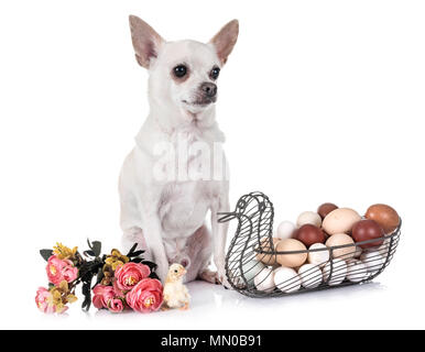 young chihuahua in front of white background Stock Photo