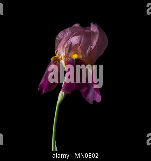 Iris germanica. Deep red purple colour. Stock Photo