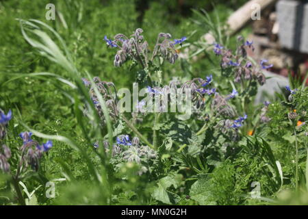 These Photos Were Taken At Eagle Heights Wildlife Park Stock Photo