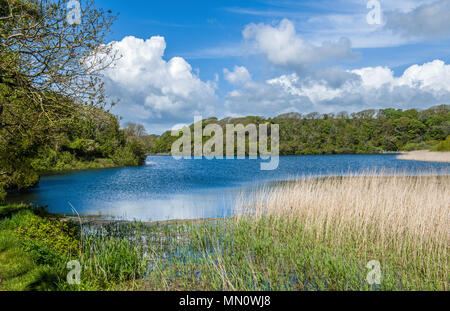 Bosherston Lily Ponds South Pembrokeshire West Wales Stock Photo