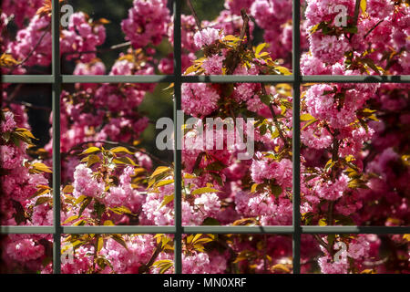 Spring Cherry tree buds and blooms Stock Photo