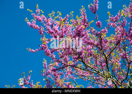 Pink cherry blossom branches against a blue sky in spring, London, UK Stock Photo