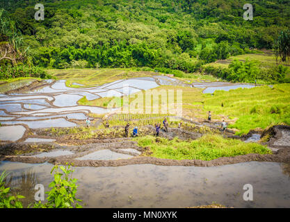 Local farmers working on paddy rice fields Stock Photo