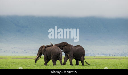 A pair of elephants in the Ngorongoro crater against the background of fog. Africa. Tanzania. Ngorongoro National Park. Stock Photo