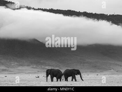 A pair of elephants in the Ngorongoro crater against the background of fog. Africa. Tanzania. Ngorongoro National Park. Stock Photo