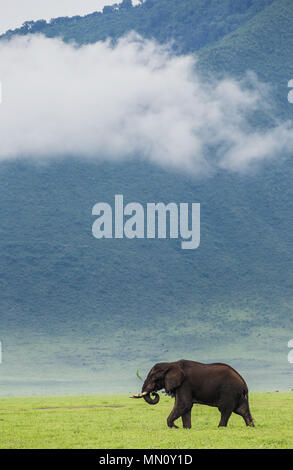 Elephant in the crater Ngorongoro against the background of fog. Africa. Tanzania. Ngorongoro National Park. Stock Photo