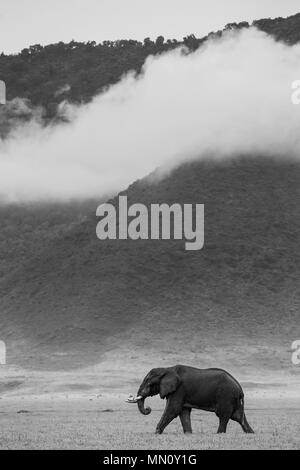 Elephant in the crater Ngorongoro against the background of fog. Africa. Tanzania. Ngorongoro National Park. Stock Photo