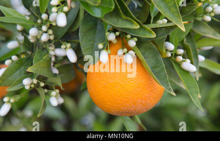 Close-up of Cutter nucellar Valencia orange flowering,  branches, 'Citrus sinensis'  with mature fruit. Stock Photo