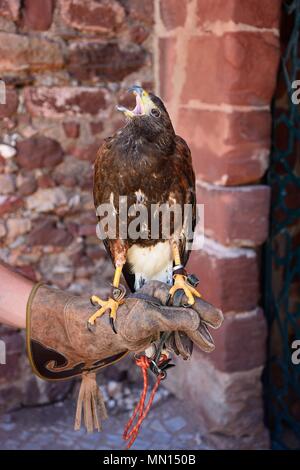 Harris Hawk standing on a handlers hand in the castle courtyard, Silves, Portugal, Europe. Stock Photo