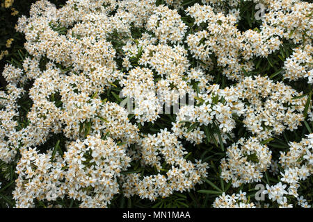 Choisya garden shrub Stock Photo