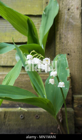 Lily of the Valley Stock Photo