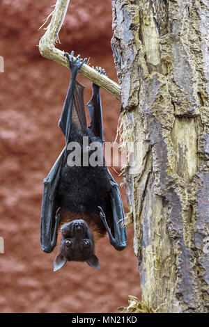 Lyle's flying fox (Pteropus lylei) native to Cambodia, Thailand and Vietnam hanging upside down from branch with hind feet Stock Photo