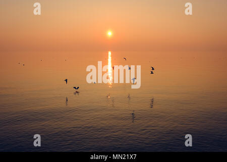 birds over water at sunset Stock Photo