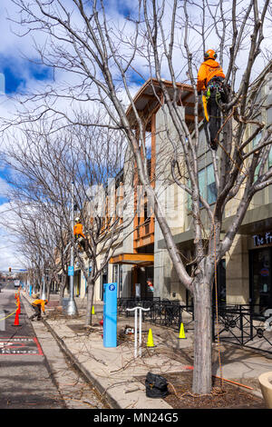 Tree surgeons trimming trees on town street, Lakewood, Colorado, USA. Stock Photo