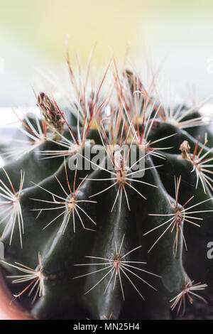 Trendy cactus and succulent plants on the window, close up shot Stock Photo