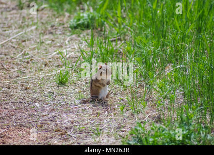small chipmunk standing on gravel Stock Photo