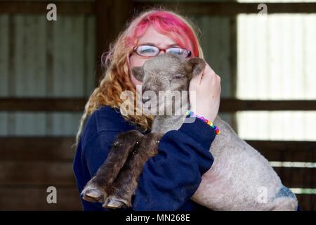 May 11, 2013 - Philadelphia, PA, USA: A student at the W. B. Saul High School for Agricultural Sciences holds a newborn lamb. Stock Photo