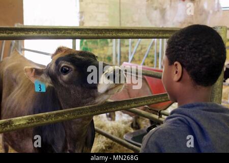 May 11, 2013 - Philadelphia, PA, USA: A boy and a cow ponder one another at the W. B. Saul High School for Agricultural Sciences in Philadelphia. Stock Photo